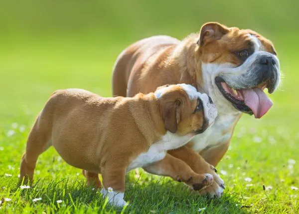 Propuestas políticas sobre bienestar animal que deberían ser una realidad