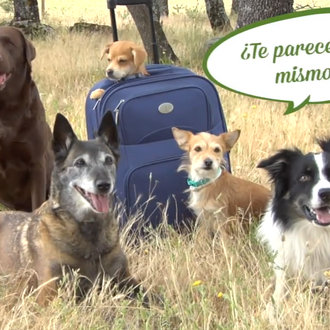 Un perro no es una maleta: ¡reclama conmigo!