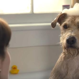 Un perro deprimido tras la separación de sus humanos protagoniza …