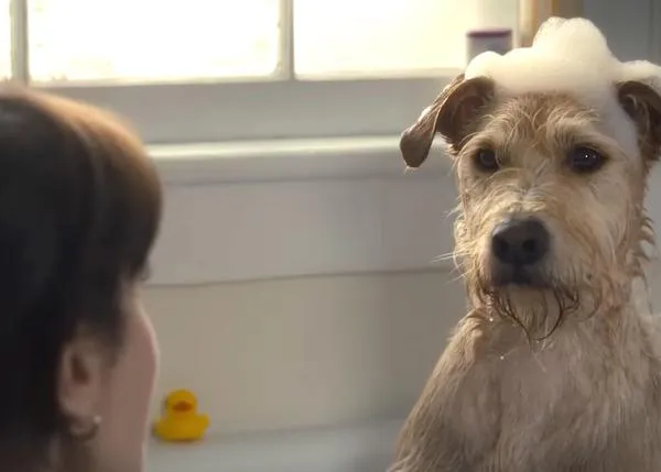Un perro deprimido tras la separación de sus humanos protagoniza una comedia romántica (con una pinta genial): Merv