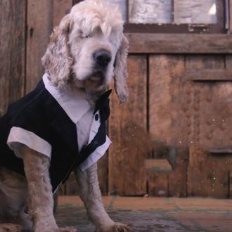 Pistas útiles para ayudar a un perro ciego a moverse …