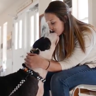 La rehabilitación de Justice, un Pit Bull que había participado …