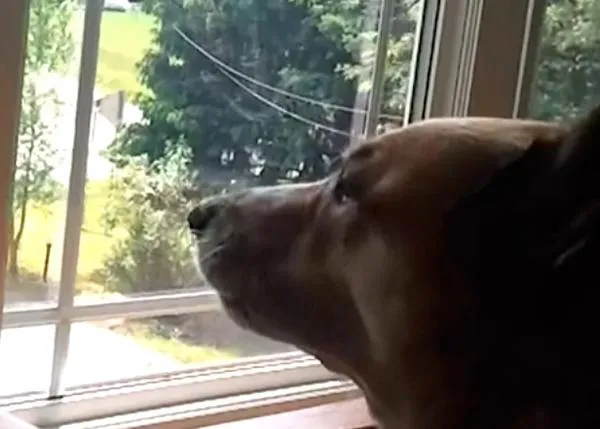 Porque hay días que uno tiene ganas de gritar, incluso de aullar,... y este perro lo sabe