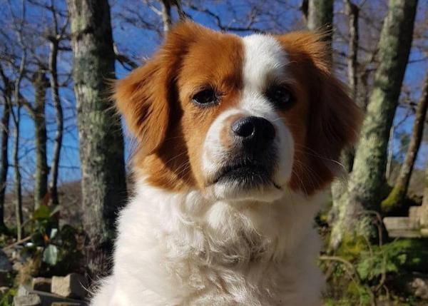 Gus, un perro adoptado de 10 años, sano y feliz, ha muerto el 1 de enero 2022 aterrado por los petardos