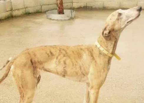 Comunicado de LASA Animal sobre los perros que NO viajaban en el vuelo de German Wings 