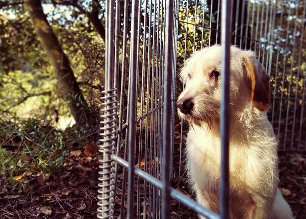 ¡Éste es tu equipo de rescate! Los especialistas en localizar a los perros que no quieren ser encontrados