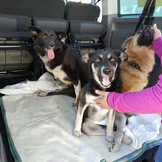 Perros y gatos ucranianos acogidos en España gracias a CanGal …