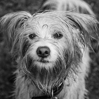 Enfermedades y dolencias que afectan a los perros en los …