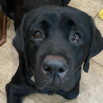 Gracias a los ladridos de su perro, una mujer con …