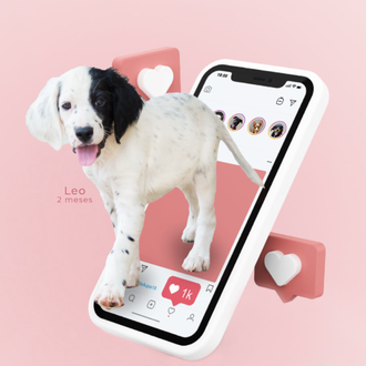 AUPA y Bioparc Valencia organizan un desfile virtual de perros …