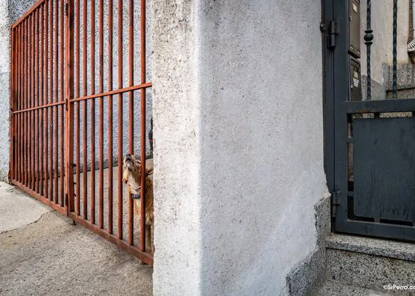 El (gran) negocio de la protección animal existe pero... no es el que piensan los
