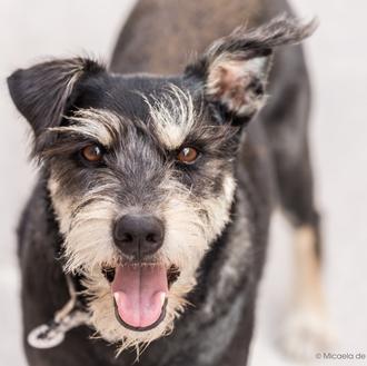 Un extraño bulo: en SrPerro NO estamos recaudando dinero para …