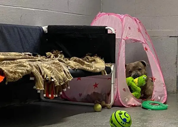 Para reducir el estrés canino, una protectora coloca pequeñas tiendas de campaña en los cheniles