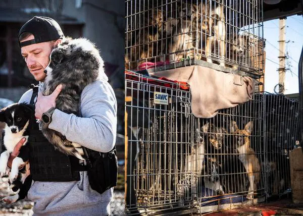 240 animales rescatados, 3379 kilómetros recorridos, 4.5 toneladas de alimentos entregadas en Ucrania en 48h