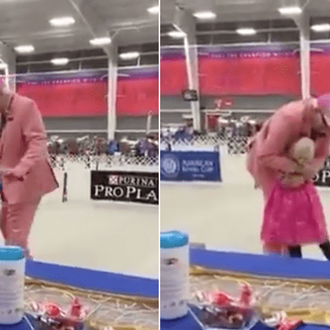 El momento en el que un perro de peluche se …