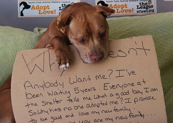 El poder positivo de las redes sociales: una foto se hace viral y un perro encuentra, por fin, familia