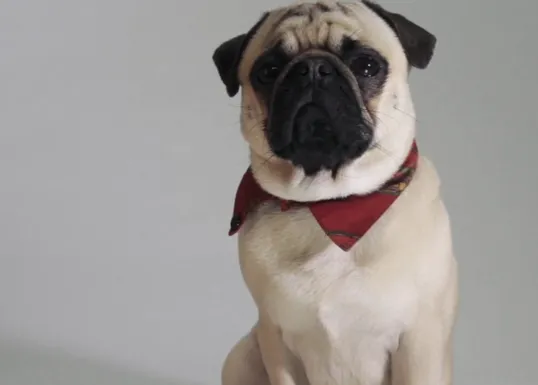 Un perro nunca lo haría: humor para luchar contra el abandono de canes