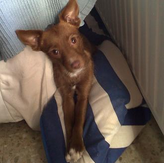 Consejos prácticos para convivir con un perro si tienes alergia