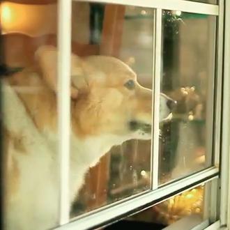 Un Corgi versiona, a su manera, Call Me Maybe, el …