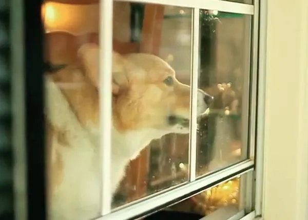 Un Corgi versiona, a su manera, Call Me Maybe, el 