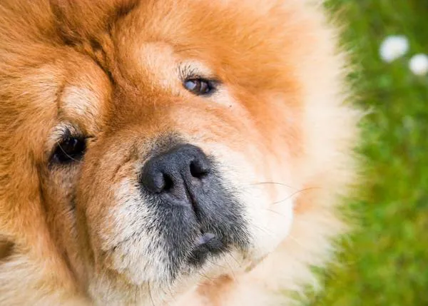 Las razas más propensas a sufrir un golpe de calor: del Chow Chow al Golden Retriever