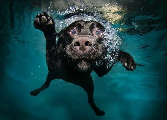 Más ideas de regalo para dueños de SrsPerros: el calendario de los perros acuáticos
