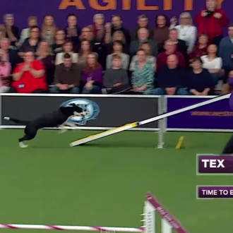 ¿Cómo se gana un campeonato de Agility? Este Border Collie …