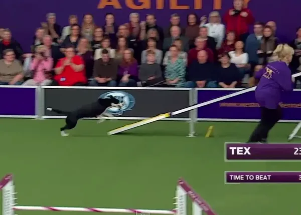 ¿Cómo se gana un campeonato de Agility? Este Border Collie lo sabe