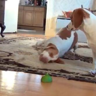 El imparable Maymo trata de convencer a una amiga que …