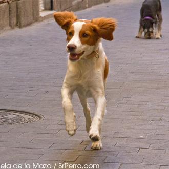Encuentros perrunos en Triball: Shock, un nuevo amigo de SrPerro