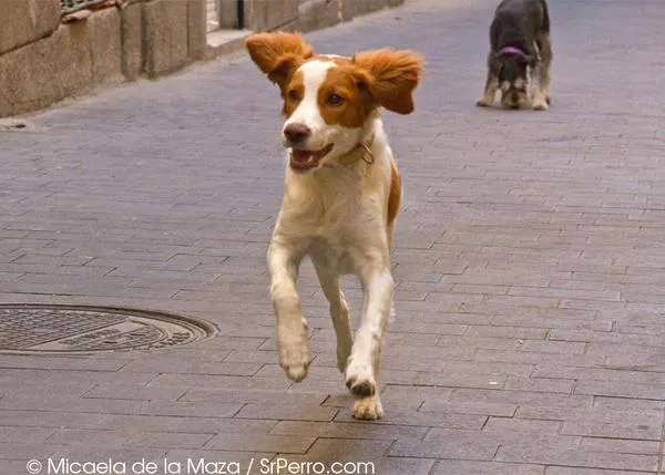 Encuentros perrunos en Triball: Shock, un nuevo amigo de SrPerro