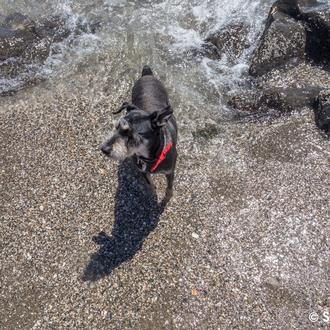 Andalucía y las playas oficialmente perrunas: sólo en zonas no …