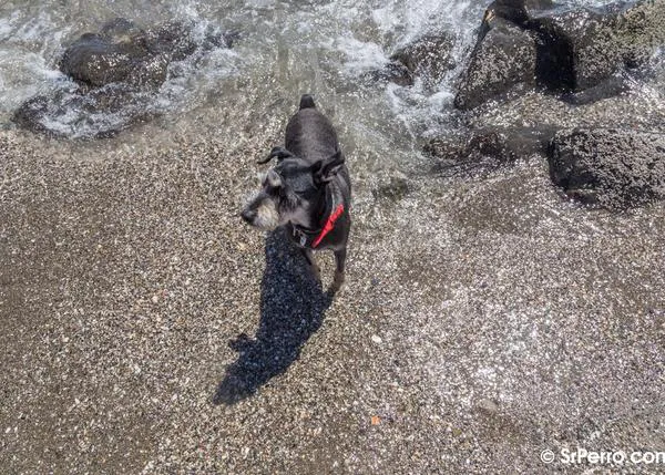 Andalucía y las playas oficialmente perrunas: sólo en zonas no aptas para el baño