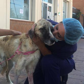 Logran salvar a un cachorro encontrado agonizando en un contenedor …