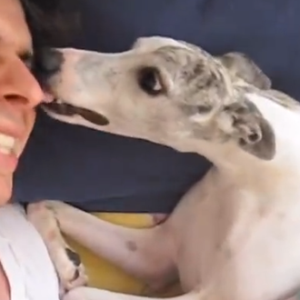 Las vacaciones de una Whippet con mucha suerte: el mejor …