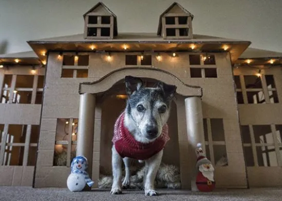 Un gran regalo de Navidad para un perro viejito: un cochecito motorizado sube-escaleras