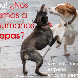 Agenda SrPerro septiembre: cañas, chapuzones, arte y muuuuchos paseos