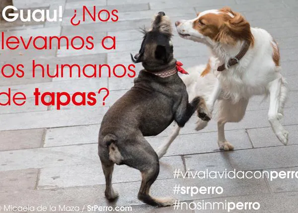 Agenda SrPerro septiembre: cañas, chapuzones, arte y muuuuchos paseos