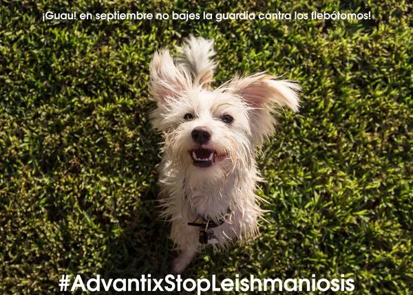 No bajes la guardia al terminar el verano, los flebótomos están al acecho:  #AdvantixStopLeishmaniosis  