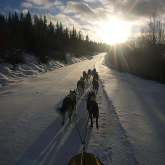 Pasión por el mushing: Ladridos del Sur