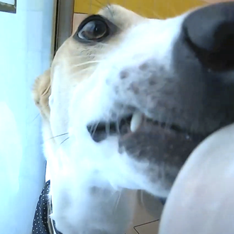 Placeres veraniegos: los perros de una protectora disfrutan de polos …