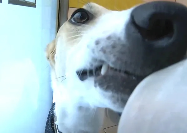 Placeres veraniegos: los perros de una protectora disfrutan de polos helados