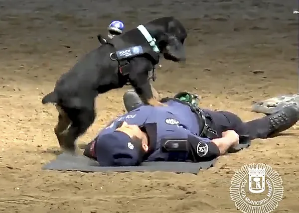 Poncho, el perro policía de Madrid que hace la reanimación cardiopulmonar, nuevo héroe de internet