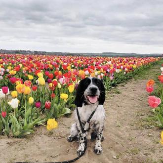 Un perro muere tras visitar un Festival de tulipanes: los …