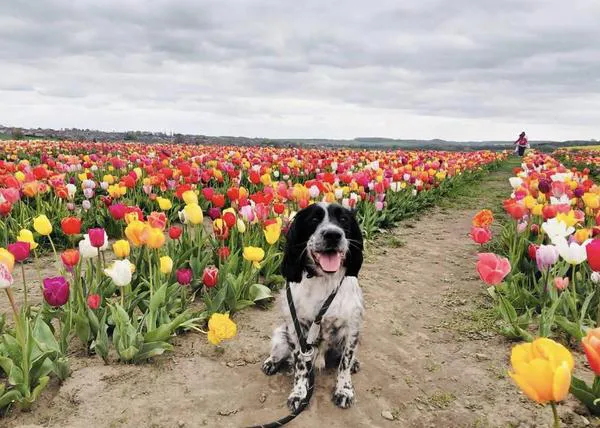 Un perro muere tras visitar un Festival de tulipanes: los bulbos de estas flores son muy tóxicos para los canes