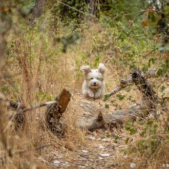 La (buena) relación con un perro no trata de transacciones …