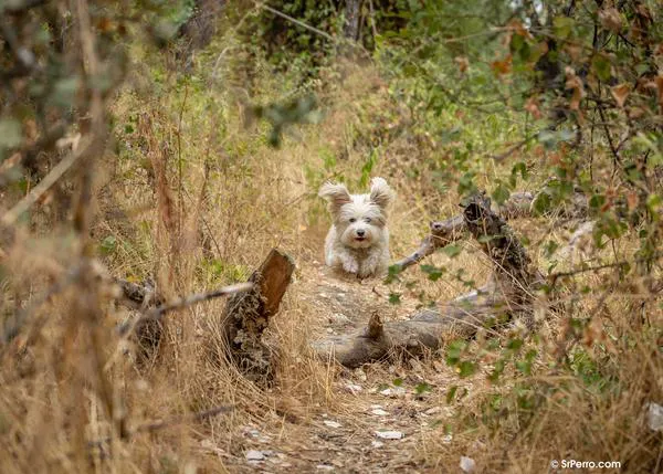 La (buena) relación con un perro no trata de transacciones, de premios por conductas, sino de una conexión social genuina