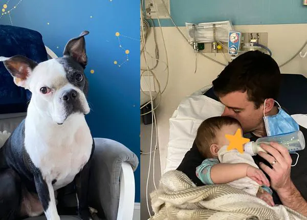 El perro de la guardia: un Boston Terrier alerta a una pareja de que su bebé no puede respirar