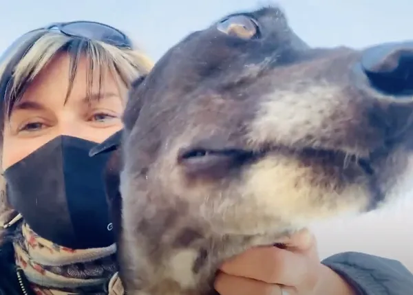 Galgos del Sol rescata de la calle a un galgo malherido ¡traído en desde Irlanda!
