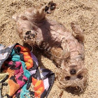 Las aventuras de Yo Paloma Mascota en la playa